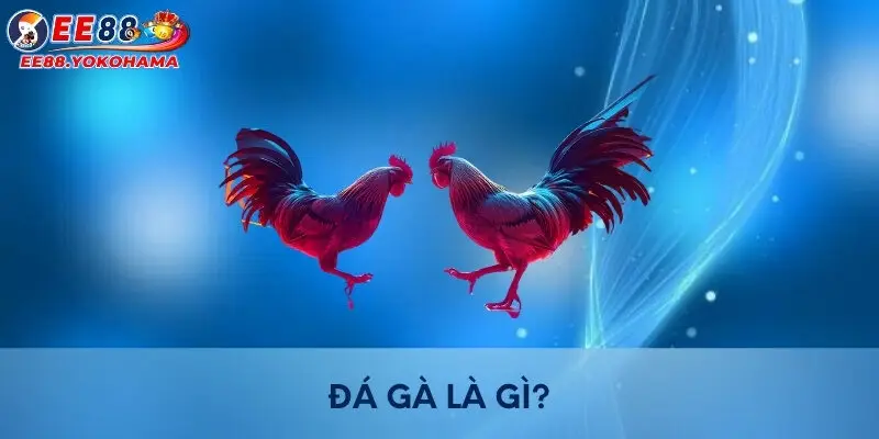 Đá gà là gì?